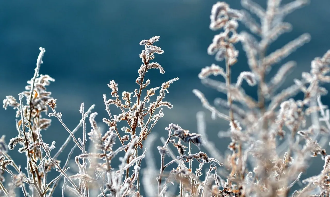 A imagem mostra áreas com geada intensa em uma ilustração